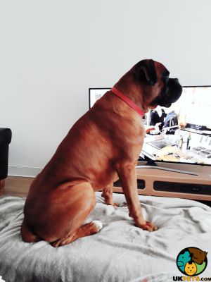 Boxer Dogs Breed