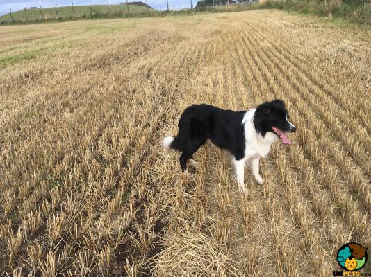 Border Collie For Stud in the UK