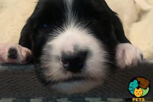 English Springer Spaniel puppies for sale 2 Left