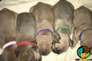 ***French bulldog puppies for sale***