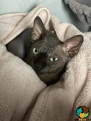 Sphynxes For Stud