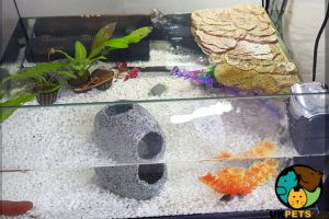 Musk turtle and set up for sale