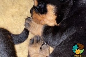 3/4 rottweiler puppies for sale