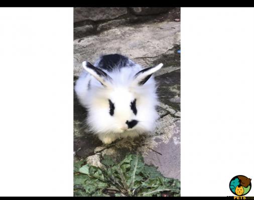 Beautiful Lionhead bunny for sale | UKPets