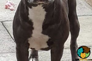 Blue Staffordshire bull terrier available for stud