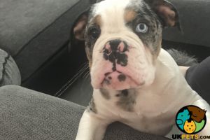 Old Tyme Bulldogs For Sale