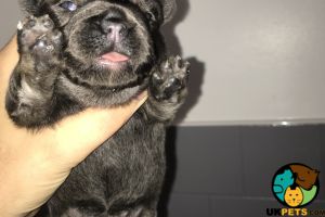 Kc French Bulldog puppies for sale