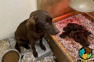 KC reg Chocolate Labrador puppies for Sale