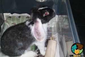 Male mini lop rabbit for sale