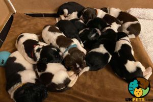 newfoundland x st bernard puppies for sale