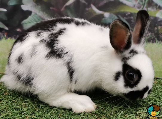 2x baby Netherland Dwarf Rabbits for sale | UKPets