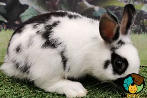 2x baby Netherland  Dwarf Rabbits for sale