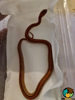 Baby stripe corn snakes for sale | UKPets