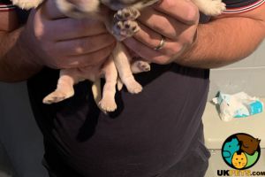 Beautiful Cocker Spaniel Puppies for sale