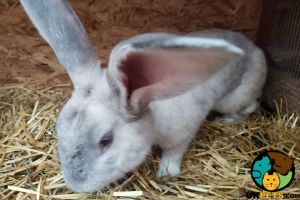 Beautiful Pure Bred Baby Continental Giant Rabbits for sale