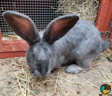 Continental Giant Rabbits Breed