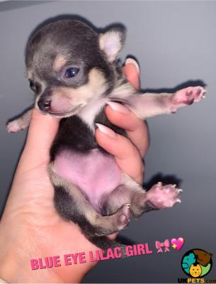 Chihuahua For Sale in Lodon