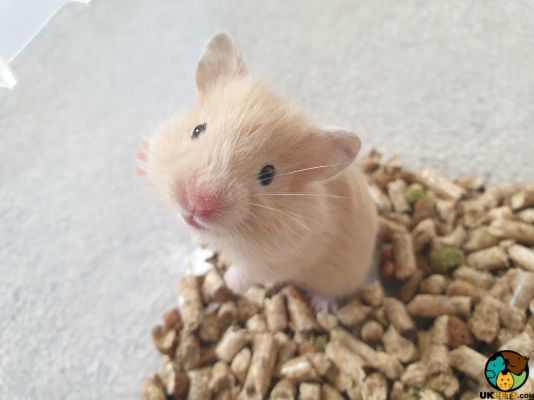 Hamster For Sale