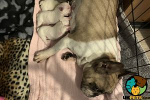 For sale one girl one boy pure white french bulldog puppies for sale