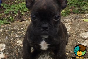 French bulldog puppy  for sale female