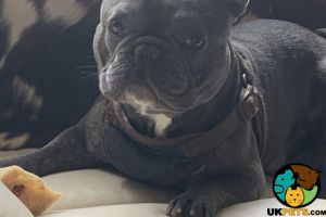 Hank the tank blue trindle french bulldog for stud