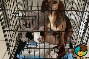 3 beautiful beagle girl puppies for sale