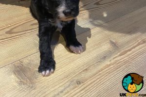 Beautiful litter of miniature silver crestipoo puppies for sale