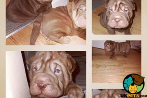 Beautiful shar pei puppy for sale