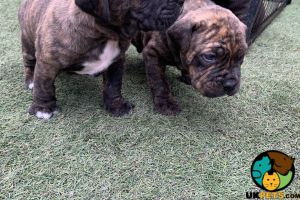 Cane corso mix puppies for sale