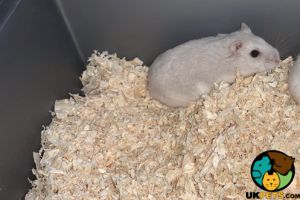 Female Russian dwarf hamster for sale
