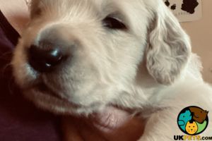 GoldenDoodle Puppies Available from 12th December!