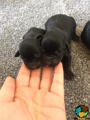 Staff x cocker spaniel puppies for sale | UKPets