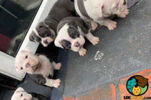 British Bulldog X Old Tyme English Bulldogs Puppies for sale