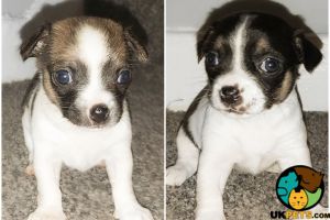 Chihuahua/Jack Russell Puppies For Sale