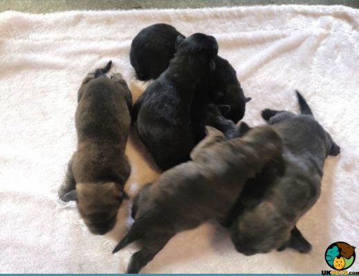 Rottweiler x presa canario puppies for sale | UKPets