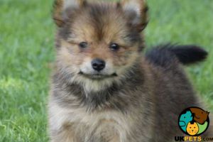 Wanted Pomeranian Yorkie