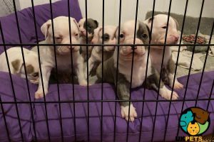 6 Beautifull american bully puppies for sale