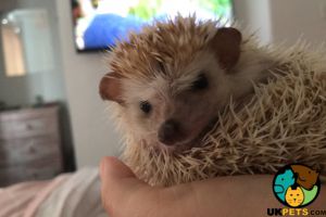 Beautiful male hedgehog