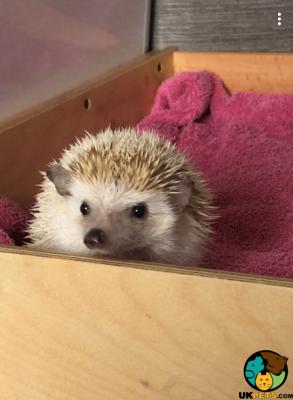 Pygmy Hedgehog For Sale in the UK