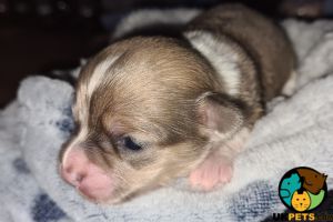 Gorgeous Long Hair Chihuahua pups for sale