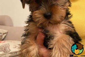 3 YORKSHIRE TERRIER PUPPIES FOR SALE