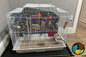 Budgies for sale with cage and accessories