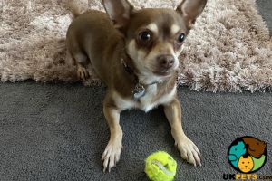 Chocolate Brown Chihuahua for Stud