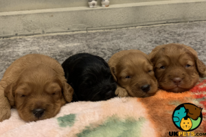 F1 Cockapoo puppies for sale