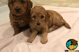 f1 red cockapoo puppies for sale