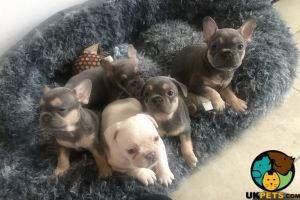 Stunning French bulldog puppies for sale