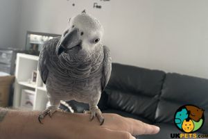 African grey 4yrs with large corner cage and accessories