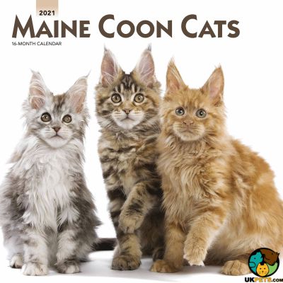 Maine Coon Wanted in the UK