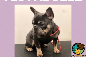 Kc blue french bulldog puppies for sale