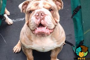 Zeus English Bulldog for Sale